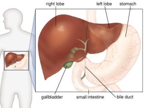 liver,gallbladder,gallstones,small intestine,Gallstones treatment in hyderabad,gallbladder treatment in hyderabad